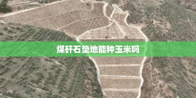 煤矸石垫地能种玉米吗