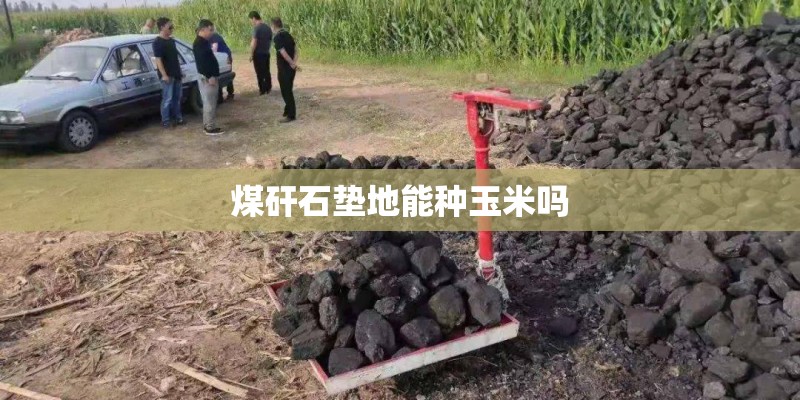 煤矸石垫地能种玉米吗 煤矸石垫地能种玉米吗