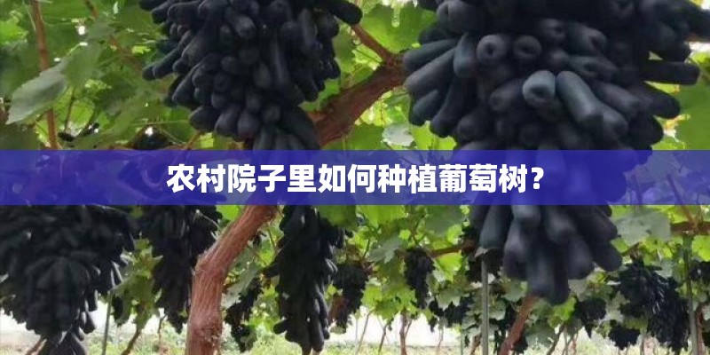 农村院子里如何种植葡萄树? 农村院子里如何种植葡萄树?