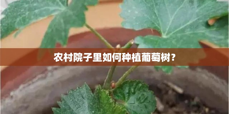 农村院子里如何种植葡萄树? 农村院子里如何种植葡萄树?