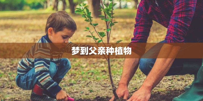 梦到父亲种植物