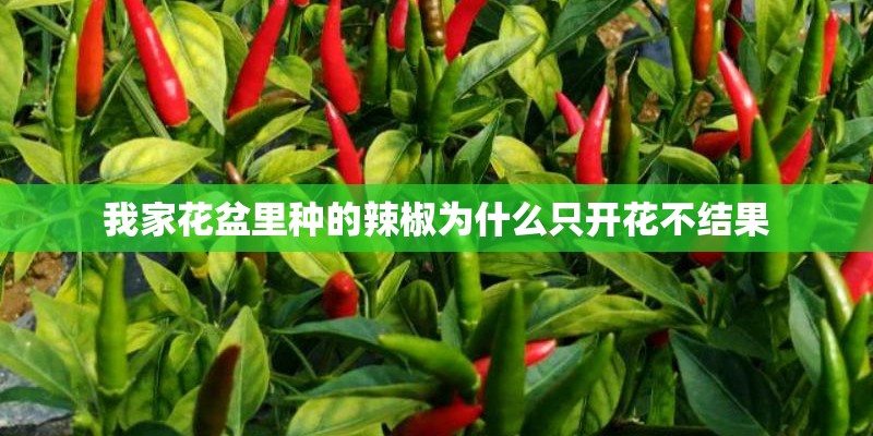 我家花盆里种的辣椒为什么只开花不结果