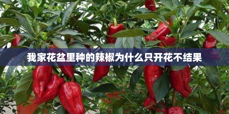 我家花盆里种的辣椒为什么只开花不结果