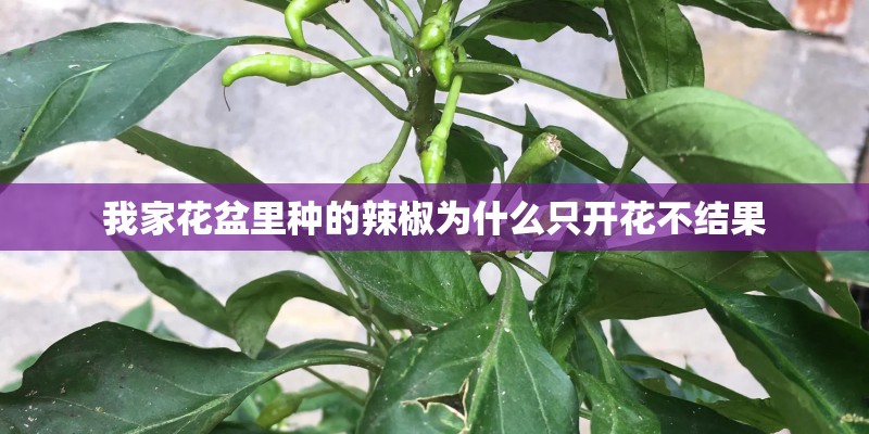 我家花盆里种的辣椒为什么只开花不结果