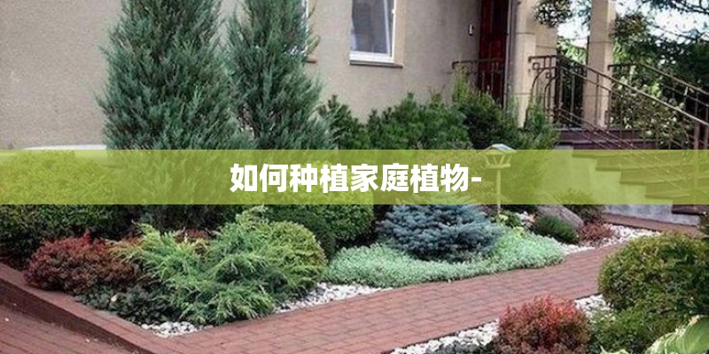 如何种植家庭植物-