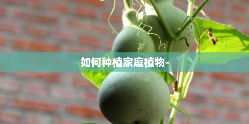 如何种植家庭植物-