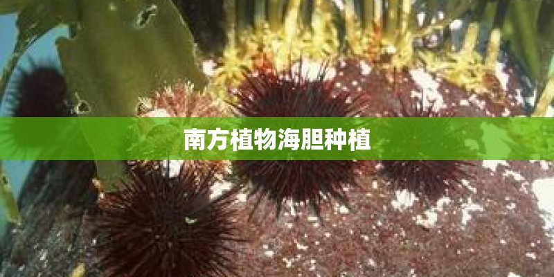 南方植物海胆种植