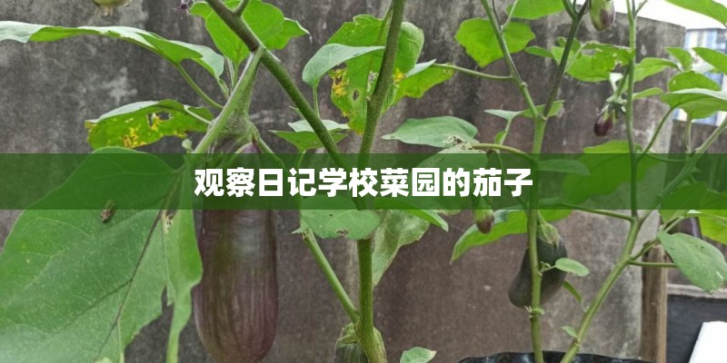 观察日记学校菜园的茄子