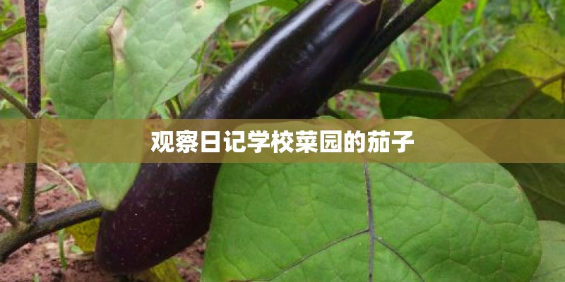 观察日记学校菜园的茄子