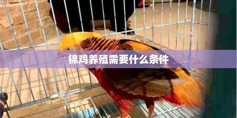 锦鸡养殖需要什么条件
