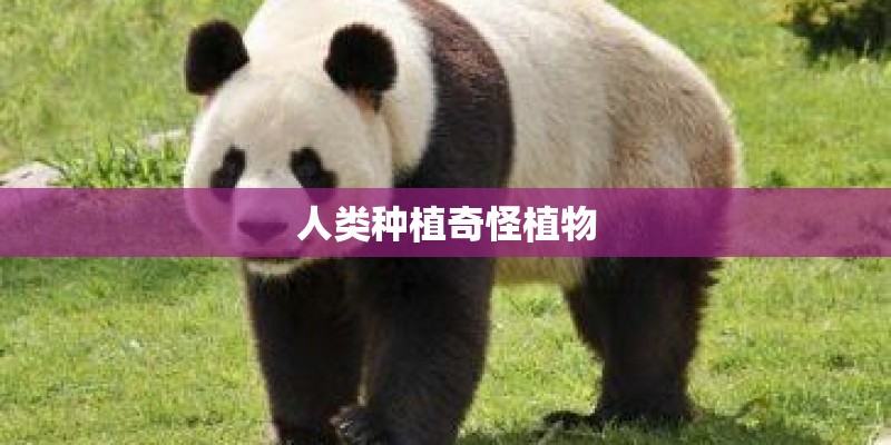 人类种植奇怪植物 人类种植奇怪植物