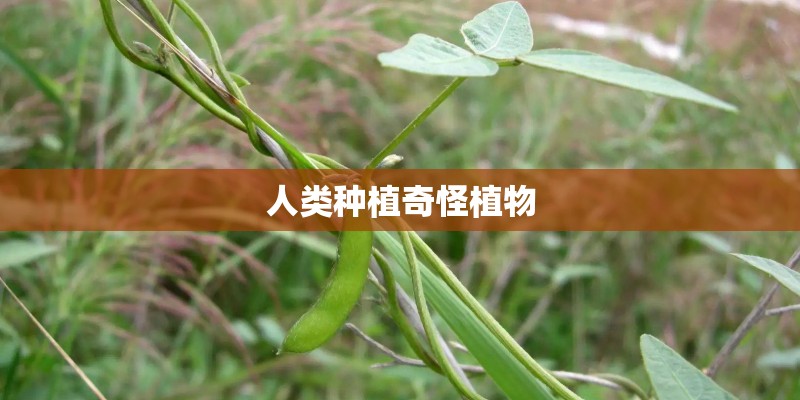 人类种植奇怪植物 人类种植奇怪植物