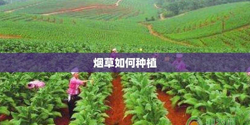 烟草如何种植