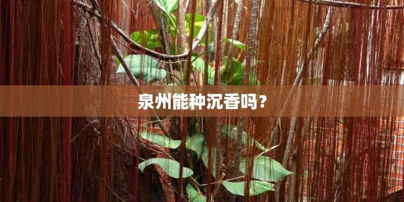 泉州能种沉香吗？