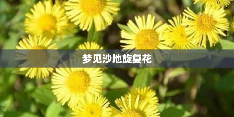 梦见沙地旋复花