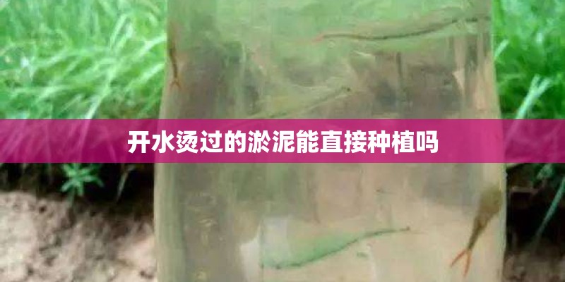 开水烫过的淤泥能直接种植吗