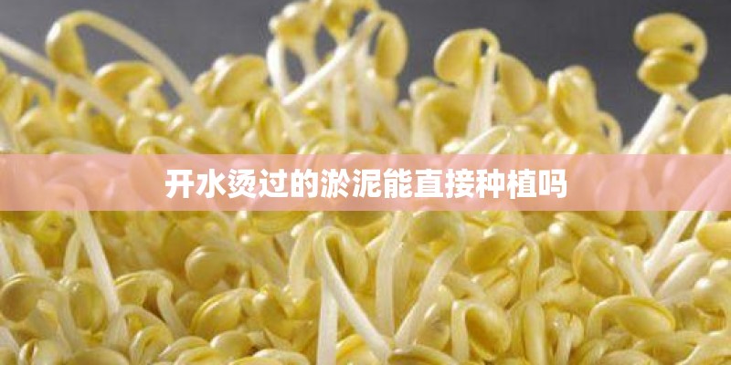 开水烫过的淤泥能直接种植吗 开水烫过的淤泥能直接种植吗