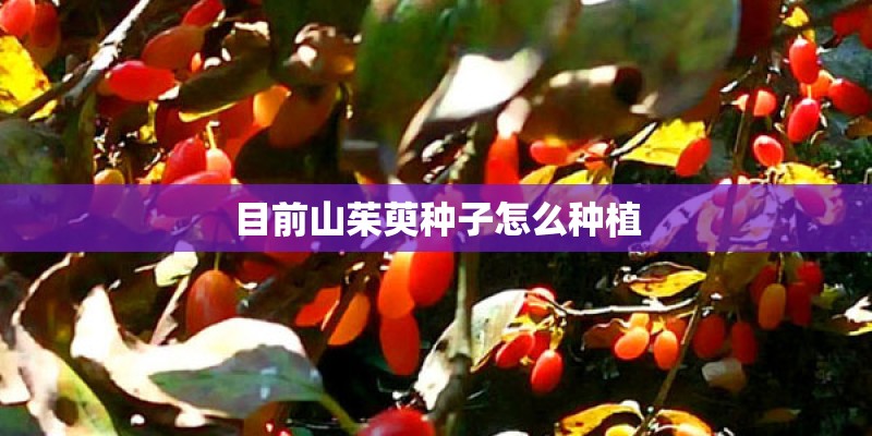 目前山茱萸种子怎么种植