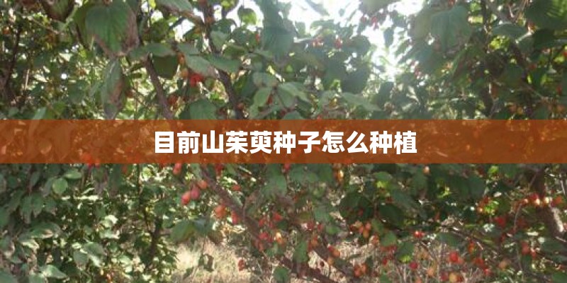 目前山茱萸种子怎么种植 目前山茱萸种子怎么种植