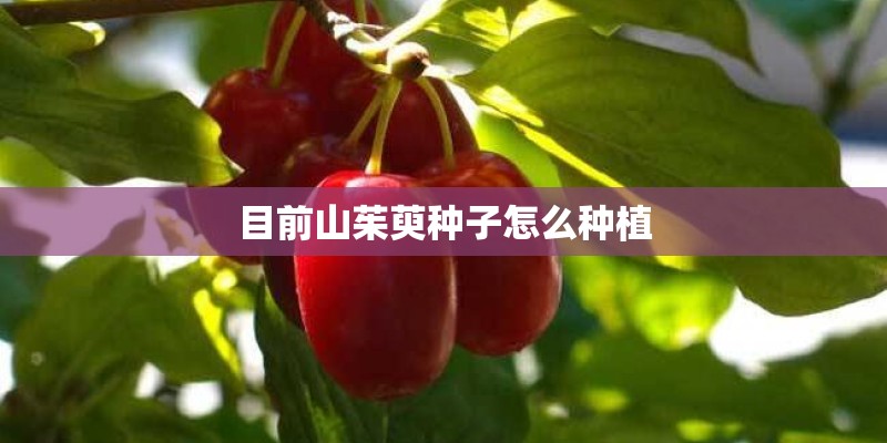 目前山茱萸种子怎么种植 目前山茱萸种子怎么种植