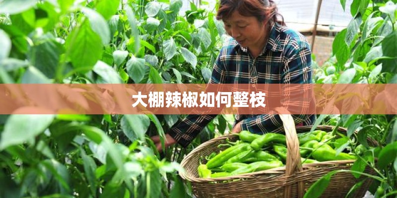 大棚辣椒如何整枝