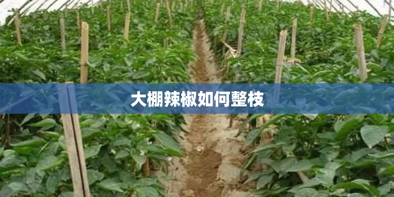 大棚辣椒如何整枝