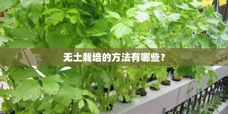 无土栽培的方法有哪些？