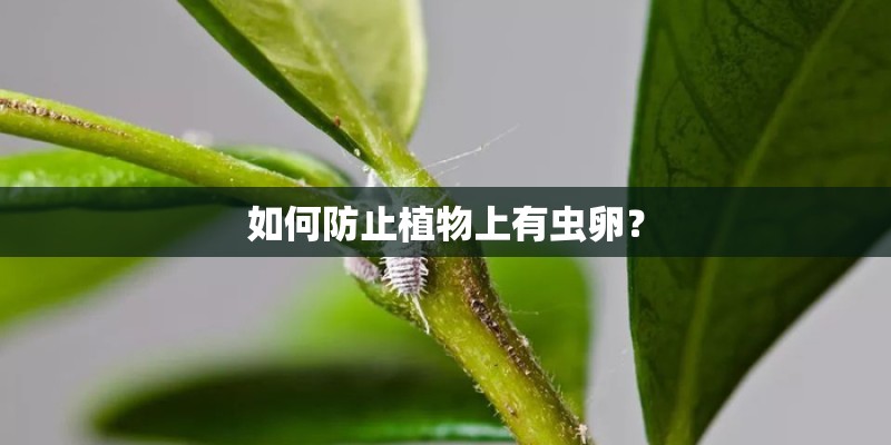 如何防止植物上有虫卵？