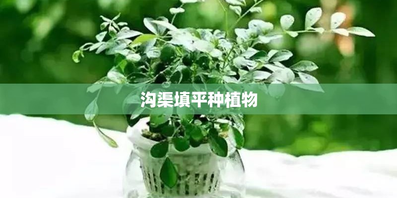 沟渠填平种植物