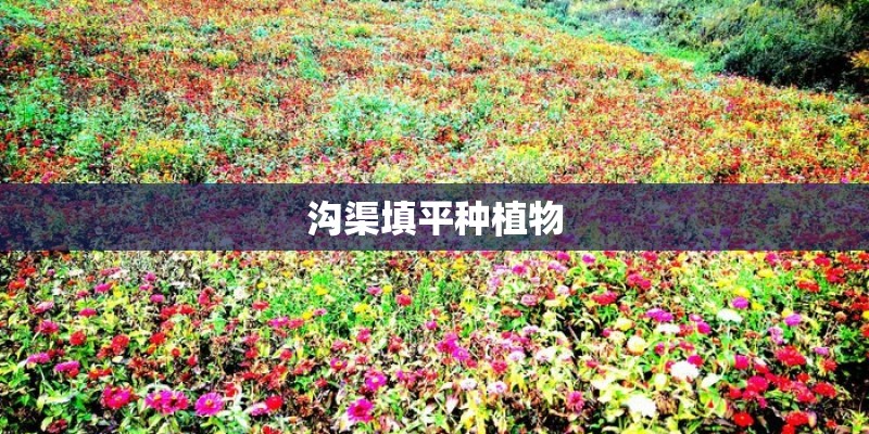 沟渠填平种植物