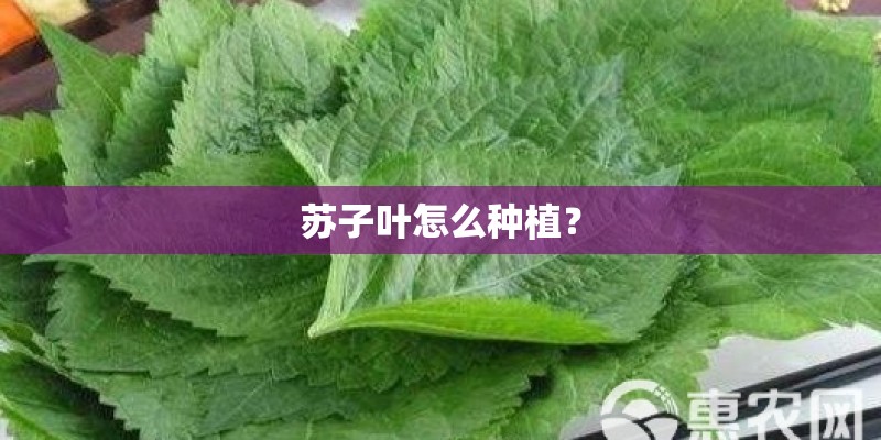 苏子叶怎么种植？