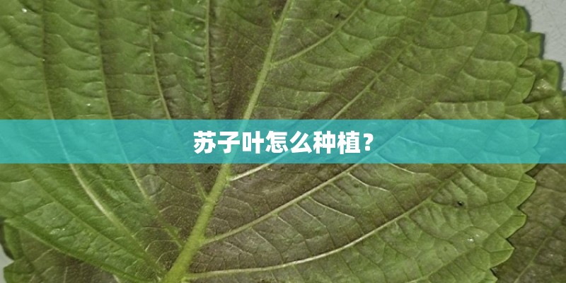 苏子叶怎么种植？