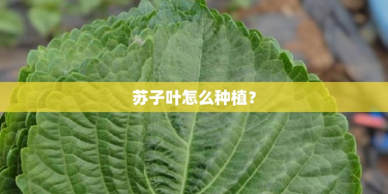 苏子叶怎么种植？