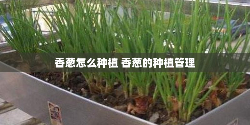香葱怎么种植 香葱的种植管理