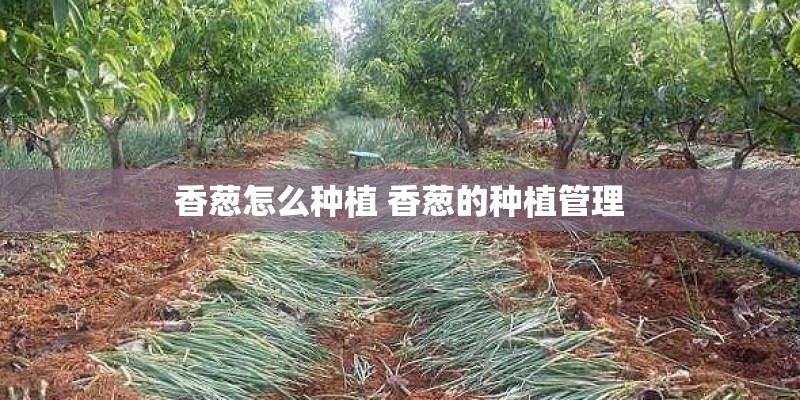 香葱怎么种植 香葱的种植管理 香葱怎么种植 香葱的种植管理