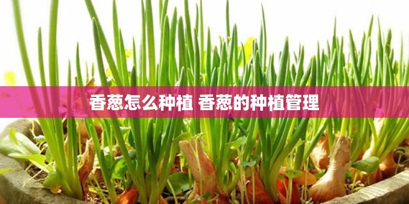 香葱怎么种植 香葱的种植管理 香葱怎么种植 香葱的种植管理