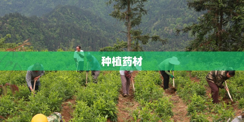 种植药材