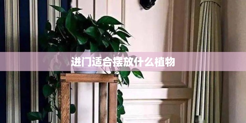 进门适合摆放什么植物