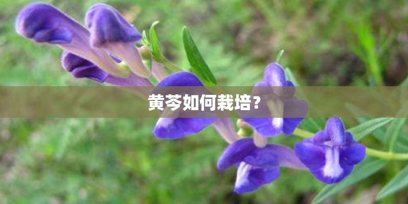 黄芩如何栽培？