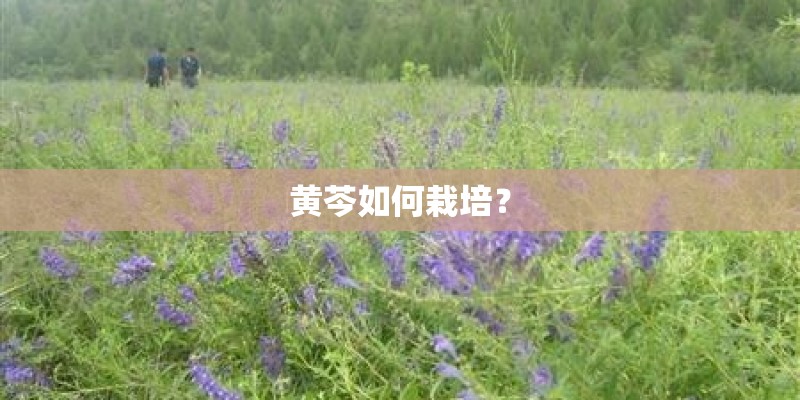 黄芩如何栽培？
